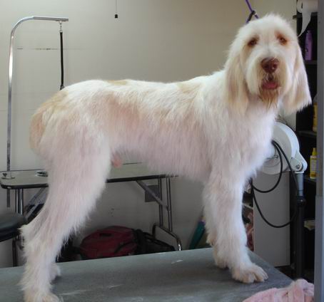 GRIFFON ITALIAN SPINONE